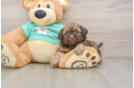 Energetic Shih Poo Poodle Mix Puppy