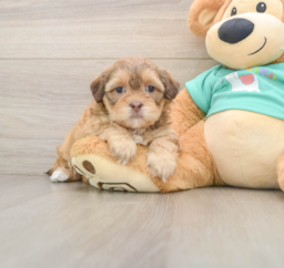 8 week old Shih Poo Puppy For Sale - Windy City Pups