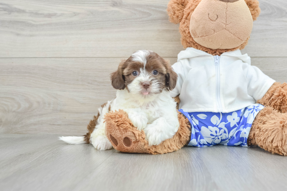 Shih Poo Pup Being Cute