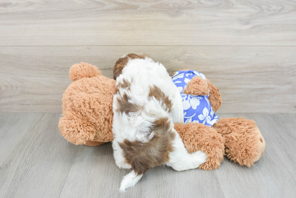 Shih Poo Pup Being Cute