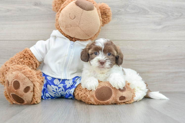 Smart Shih Poo Poodle Mix Pup