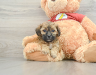 8 week old Shih Poo Puppy For Sale - Windy City Pups