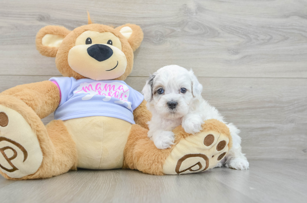 6 week old Shih Poo Puppy For Sale - Windy City Pups