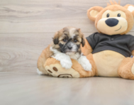 5 week old Shih Poo Puppy For Sale - Windy City Pups