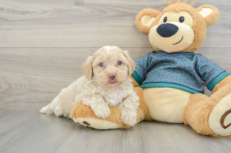 7 week old Shih Poo Puppy For Sale - Windy City Pups