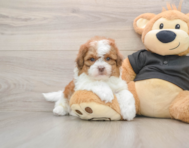 5 week old Shih Poo Puppy For Sale - Windy City Pups