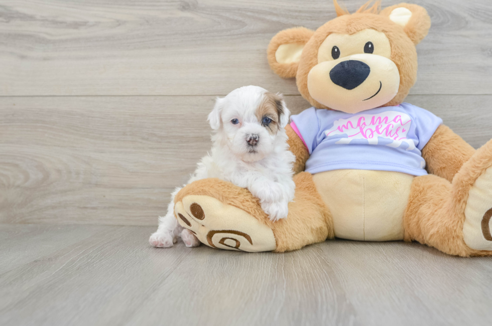 6 week old Shih Poo Puppy For Sale - Windy City Pups