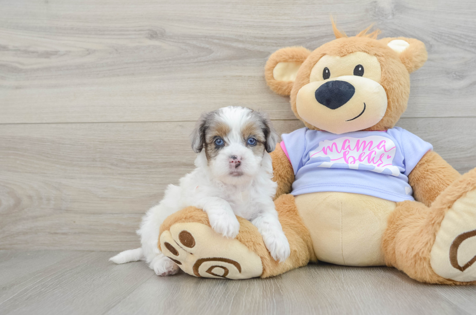 6 week old Shih Poo Puppy For Sale - Windy City Pups