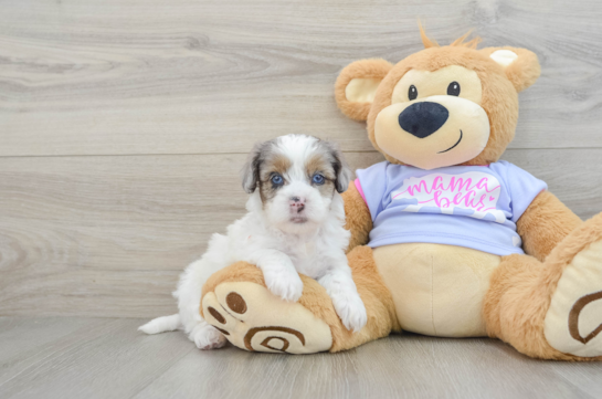 Hypoallergenic Shihpoo Poodle Mix Puppy