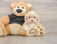 5 week old Shih Poo Puppy For Sale - Windy City Pups