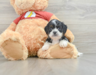 7 week old Shih Poo Puppy For Sale - Windy City Pups