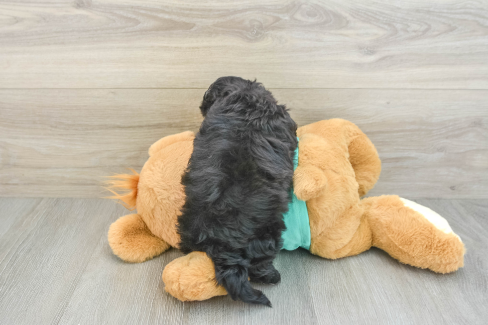 Best Shih Poo Baby