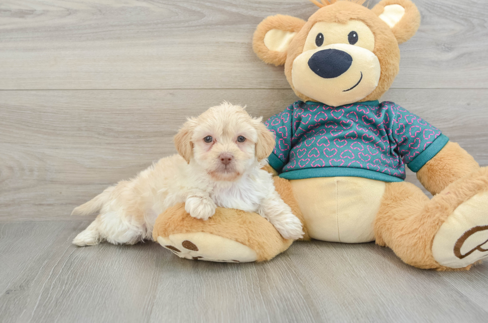 7 week old Shih Poo Puppy For Sale - Windy City Pups