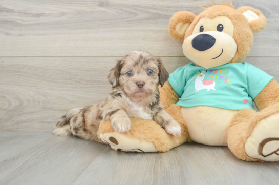 Little Shih Poo Poodle Mix Puppy