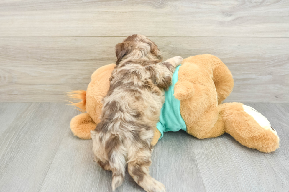 Energetic Shih Poo Poodle Mix Puppy