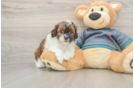 Best Shih Poo Baby