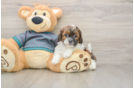 Best Shih Poo Baby