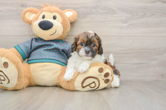 Best Shih Poo Baby