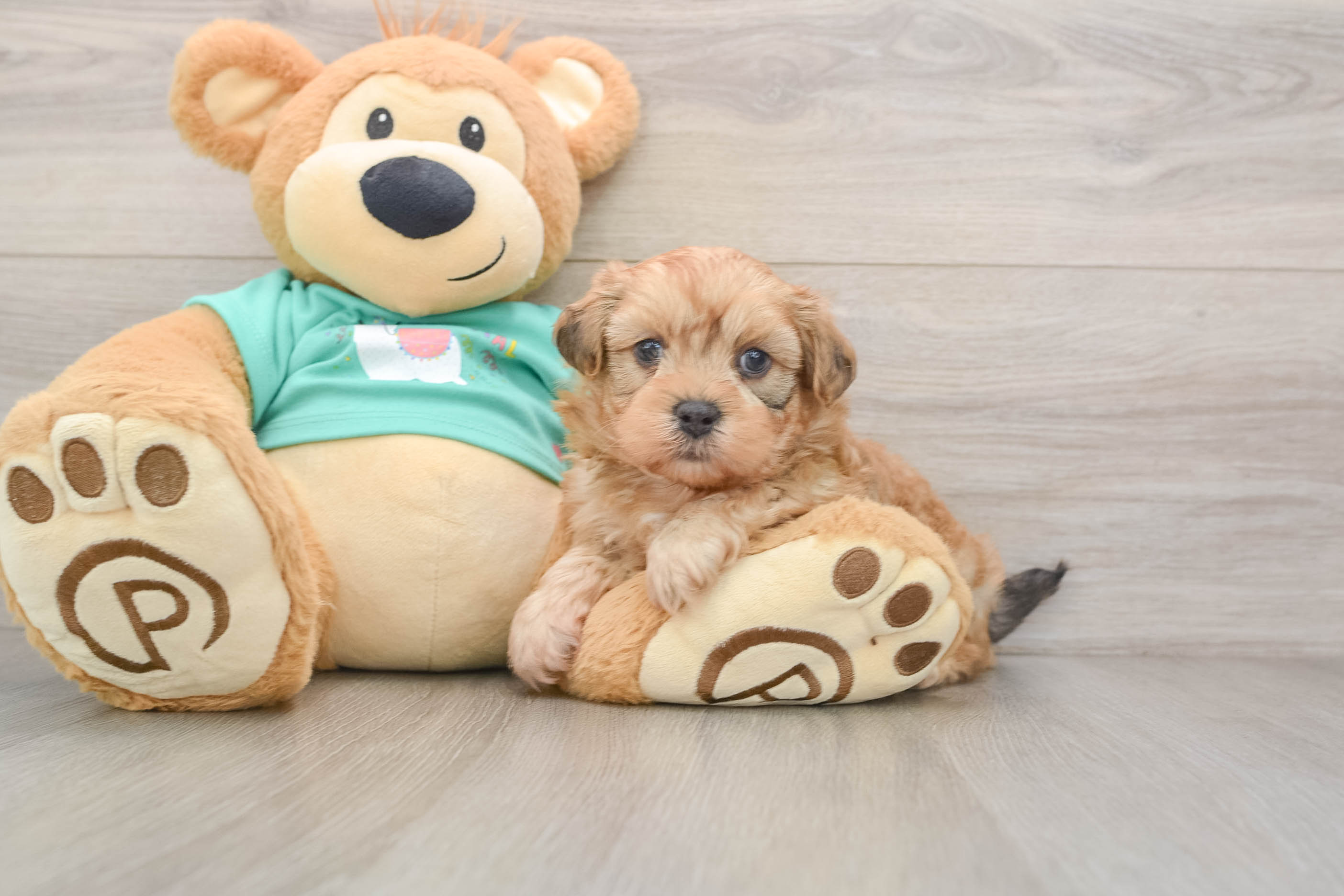 Shih Poo Puppy for Adoption