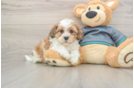 Best Shih Poo Baby