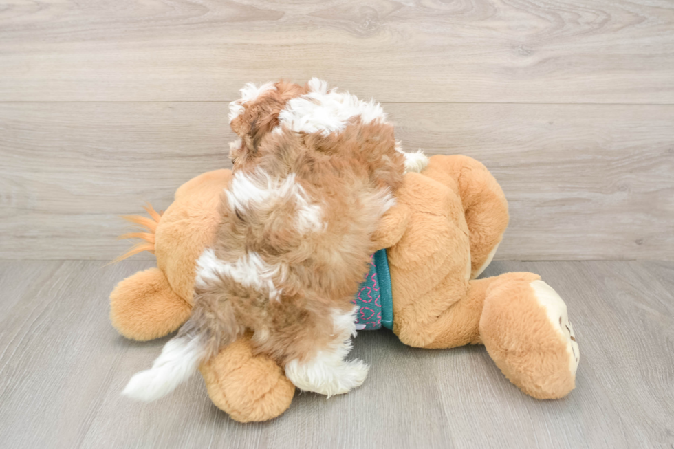 Shih Poo Puppy for Adoption