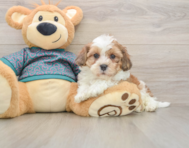 7 week old Shih Poo Puppy For Sale - Windy City Pups