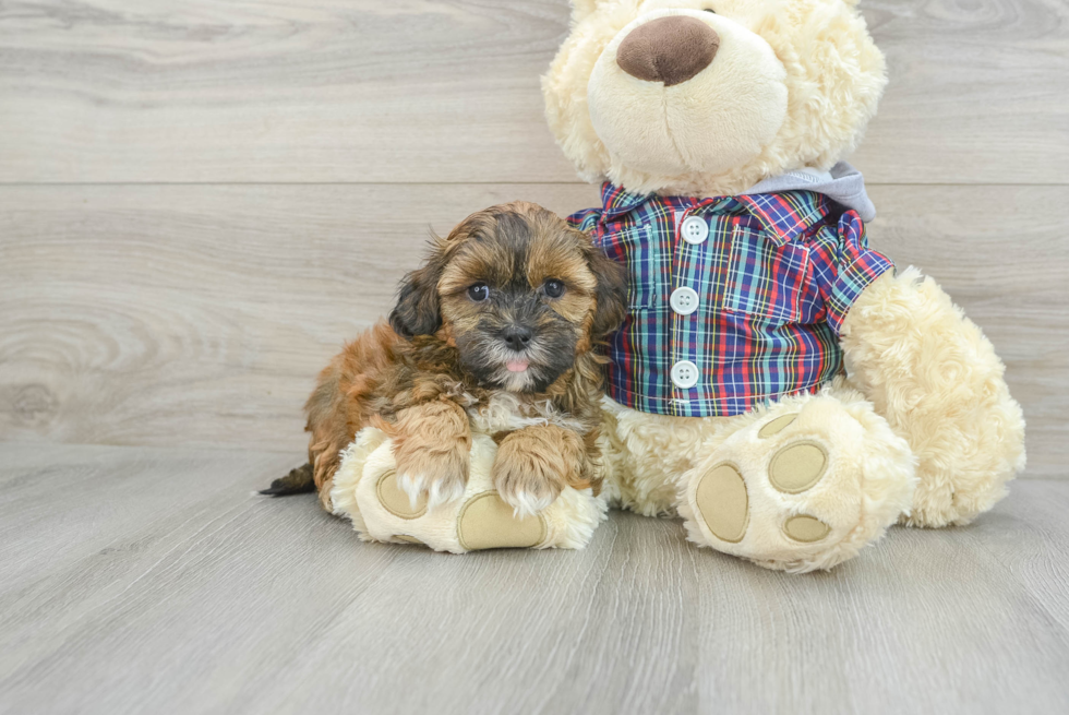 Shih Poo Puppy for Adoption