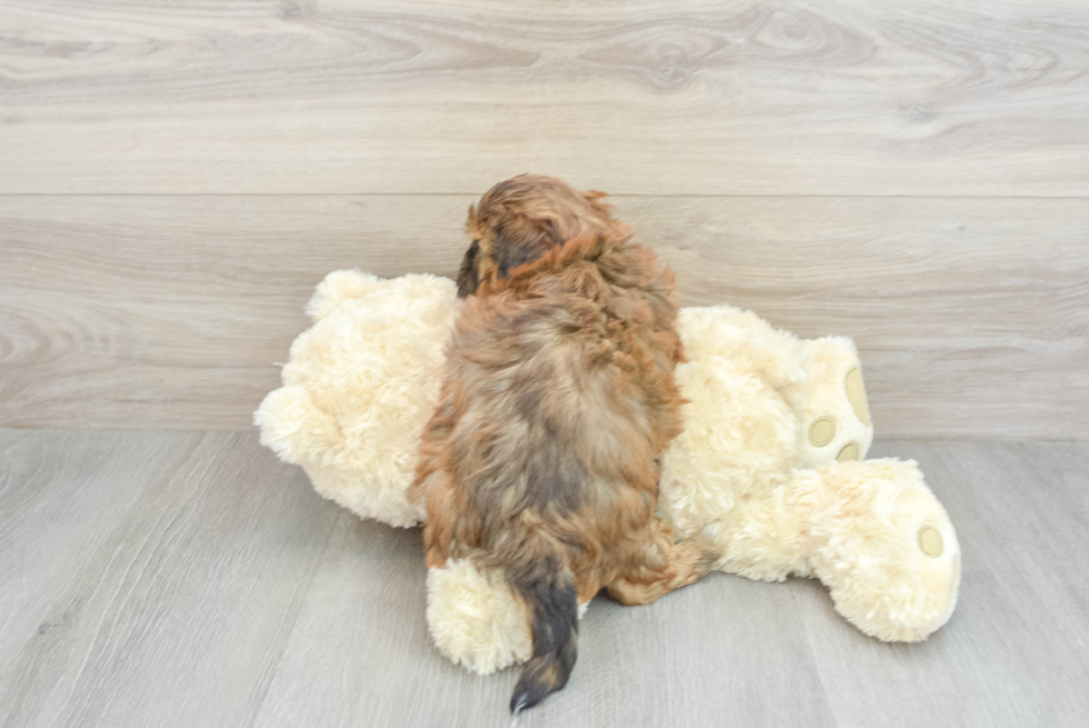 Adorable Shih Poo Poodle Mix Puppy