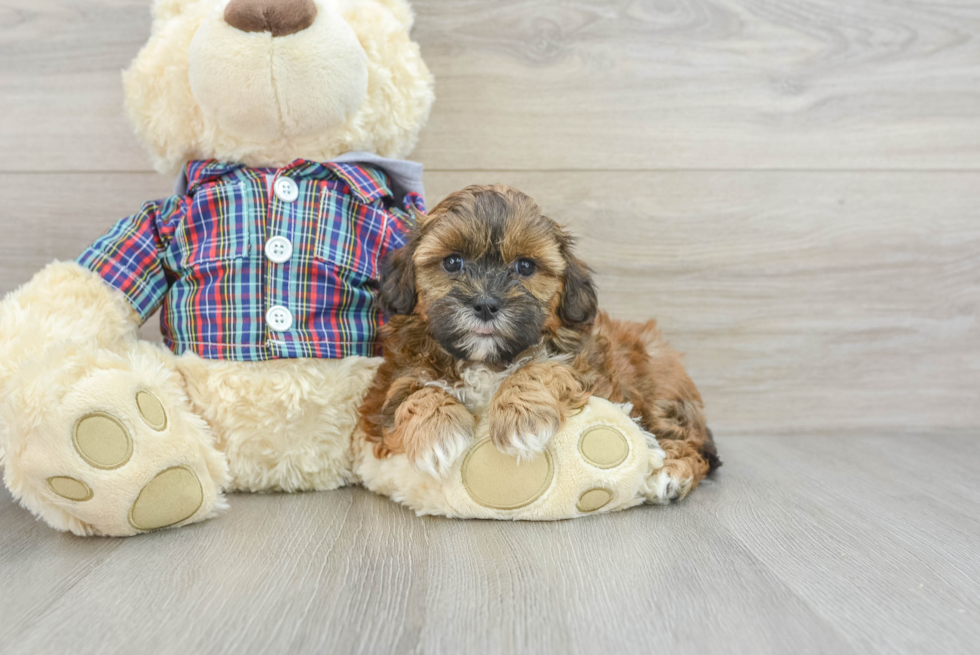 Small Shih Poo Baby