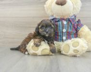 7 week old Shih Poo Puppy For Sale - Windy City Pups