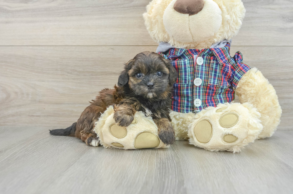 7 week old Shih Poo Puppy For Sale - Windy City Pups