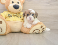 8 week old Shih Poo Puppy For Sale - Windy City Pups