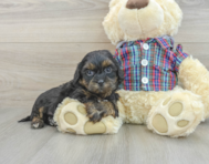 7 week old Shih Poo Puppy For Sale - Windy City Pups