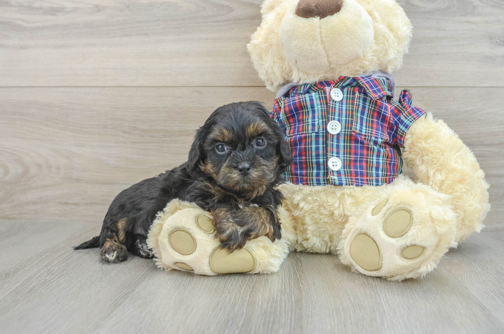 7 week old Shih Poo Puppy For Sale - Windy City Pups