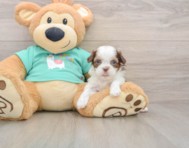 7 week old Shih Poo Puppy For Sale - Windy City Pups