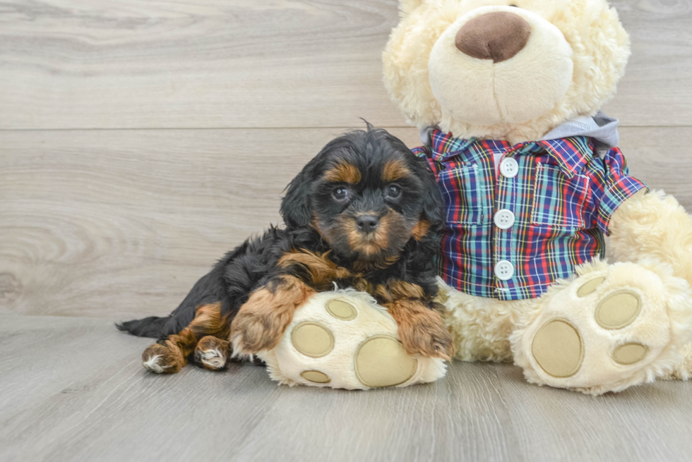 Popular Shih Poo Poodle Mix Pup