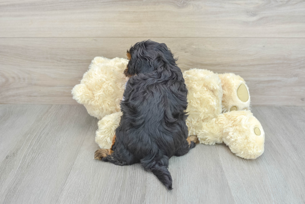 Best Shih Poo Baby