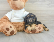 9 week old Shih Poo Puppy For Sale - Windy City Pups