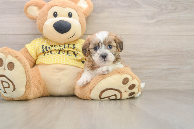 Shih Poo Pup Being Cute