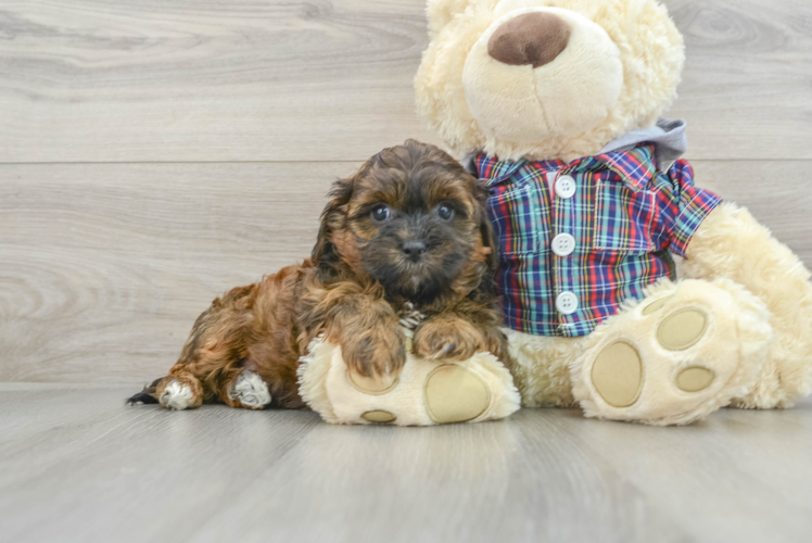 Shih Poo Pup Being Cute