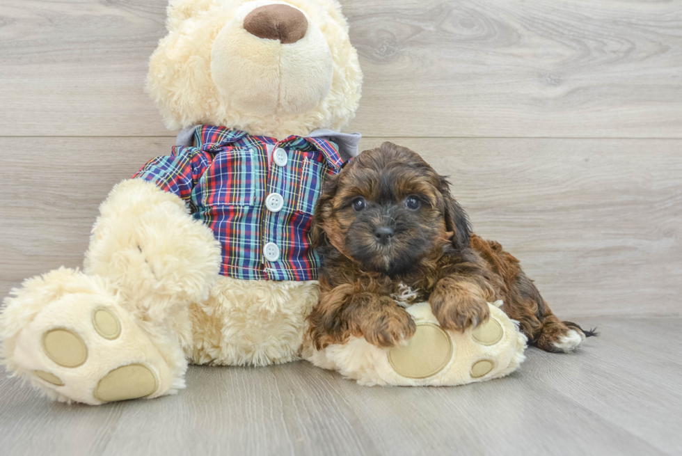 Petite Shih Poo Poodle Mix Pup