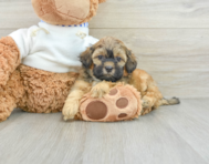 8 week old Shih Poo Puppy For Sale - Windy City Pups