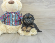 7 week old Shih Poo Puppy For Sale - Windy City Pups