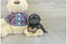 Shih Poo Puppy for Adoption