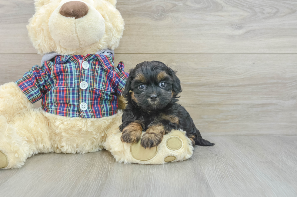 7 week old Shih Poo Puppy For Sale - Windy City Pups