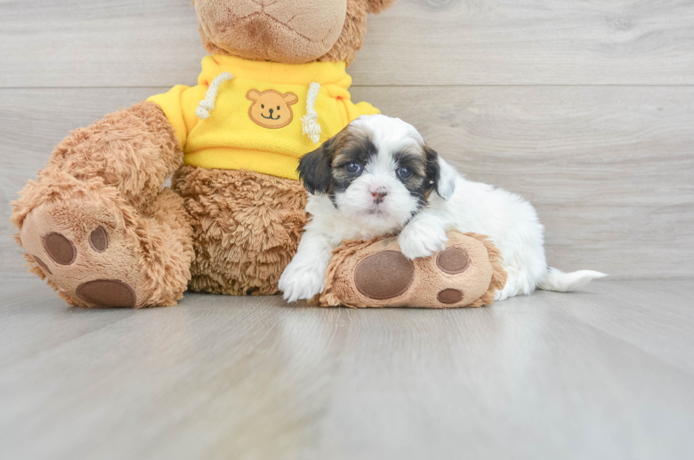 6 week old Shih Poo Puppy For Sale - Windy City Pups