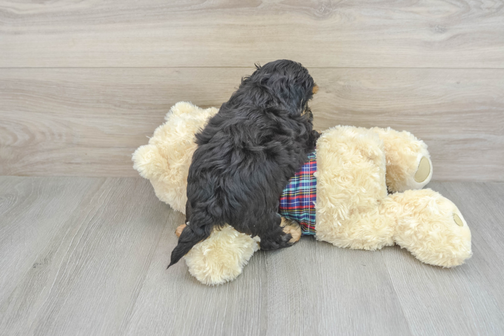 Best Shih Poo Baby