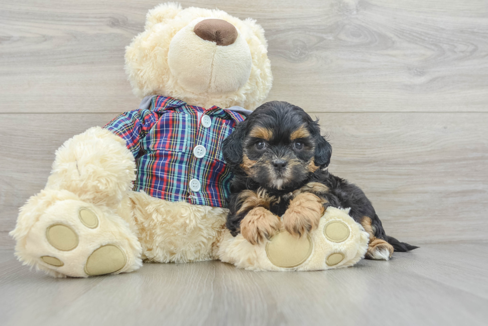 Small Shih Poo Baby