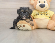 8 week old Shih Poo Puppy For Sale - Windy City Pups