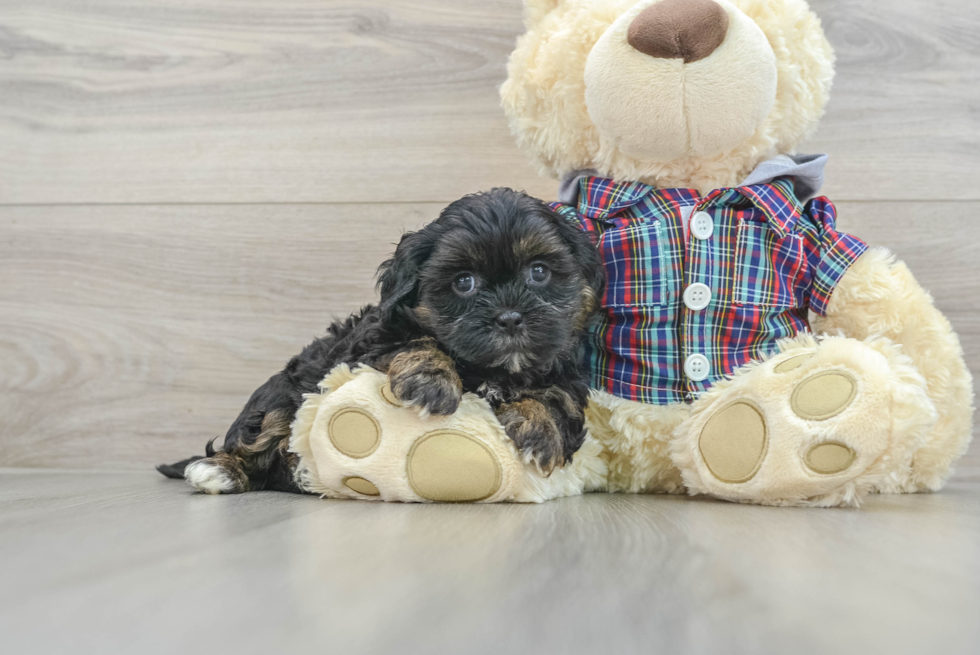 Best Shih Poo Baby